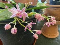Orchideen  &ndash; &copy; Heike Wagner (Eberhardt TRAVEL)