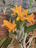 Orchideen  &ndash; &copy; Heike Wagner (Eberhardt TRAVEL)