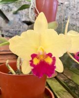 Orchideen  &ndash; &copy; Heike Wagner (Eberhardt TRAVEL)