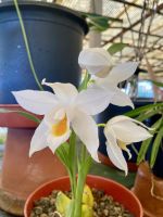 Orchideen  &ndash; &copy; Heike Wagner (Eberhardt TRAVEL)