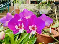 Orchideen 