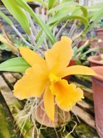 Orchideen  &ndash; &copy; Heike Wagner (Eberhardt TRAVEL)