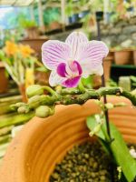 Orchideen  &ndash; &copy; Heike Wagner (Eberhardt TRAVEL)