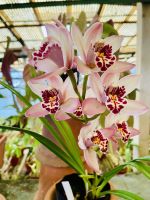 Orchideen  &ndash; &copy; Heike Wagner (Eberhardt TRAVEL)