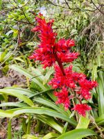 Hohenbergia stellata &ndash; &copy; Heike Wagner (Eberhardt TRAVEL)