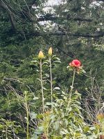 Waratah &ndash; &copy; Heike Wagner (Eberhardt TRAVEL)
