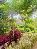 Iresine &ndash; &copy; Heike Wagner (Eberhardt TRAVEL)