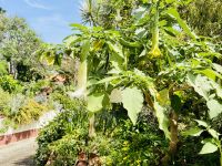 Trompetenbaum &ndash; &copy; Heike Wagner (Eberhardt TRAVEL)