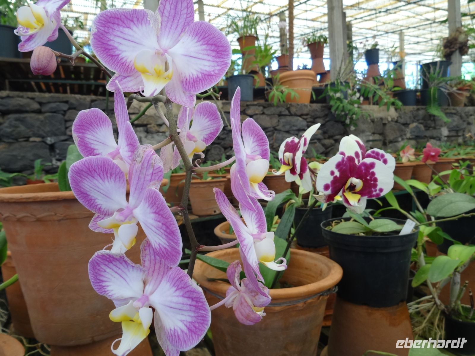 Quinta do Boa Vista -Orchideengarten &ndash; &copy; Hans-Joachim Trutz (Eberhardt TRAVEL)