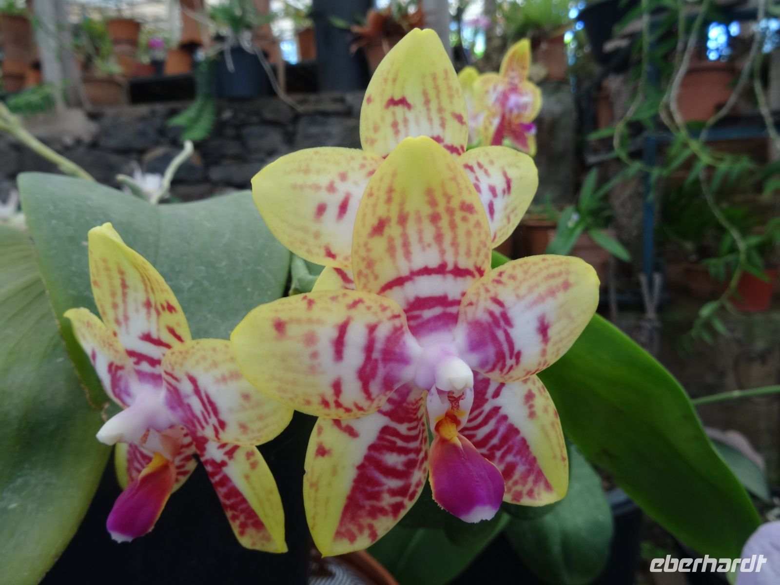 Orchideengarten &ndash; &copy; Hans-Joachim Trutz (Eberhardt TRAVEL)