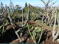 Botanischer Garten von Funchal &ndash; &copy; Hans-Joachim Trutz (Eberhardt TRAVEL)