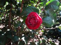 Blandy's Garten - Kamelienblüte &ndash; &copy; Hans-Joachim Trutz (Eberhardt TRAVEL)