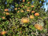 Blandy's Garten - Protea &ndash; &copy; Hans-Joachim Trutz (Eberhardt TRAVEL)