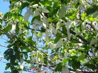 Blandy's Garten - Taschentuchbaum &ndash; &copy; Hans-Joachim Trutz (Eberhardt TRAVEL)