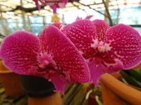 Orchideengarten &ndash; &copy; Hans-Joachim Trutz (Eberhardt TRAVEL)