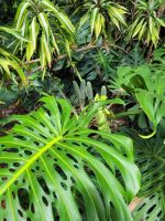 Monstera &ndash; &copy; Steffi Zimmermann (Eberhardt TRAVEL)
