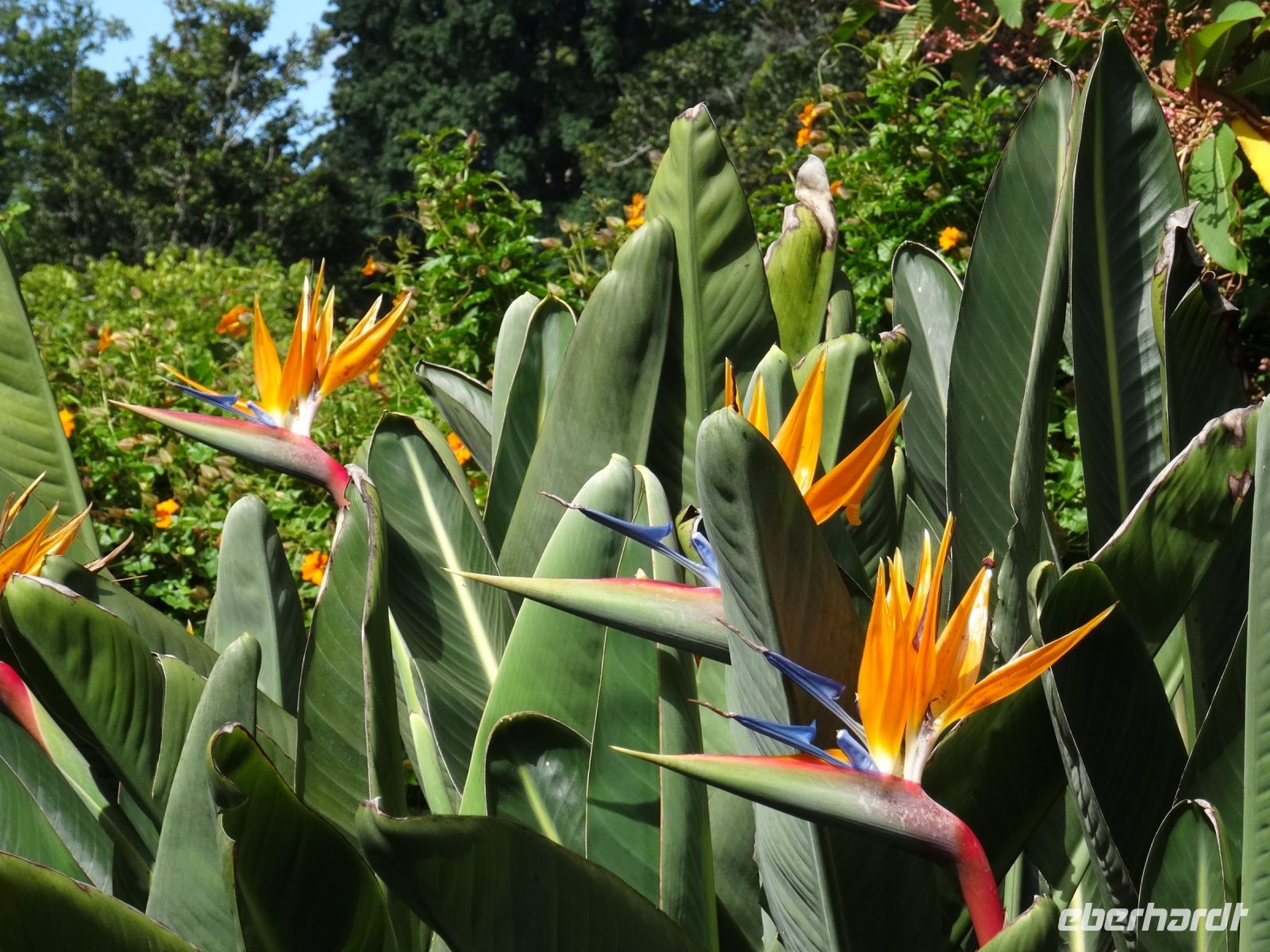 Blandy's Garten - Strelizien &ndash; &copy; Hans-Joachim Trutz (Eberhardt TRAVEL)