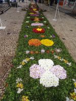 Funchal - Blumenteppich &ndash; &copy; Hans-Joachim Trutz (Eberhardt TRAVEL)
