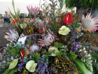 Funchal und Blumen &ndash; &copy; Hans-Joachim Trutz (Eberhardt TRAVEL)