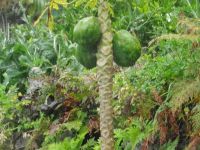 Levada - Wanderung - Papaya &ndash; &copy; Hans-Joachim Trutz (Eberhardt TRAVEL)