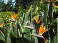 Blandy's Garten - Strelizien &ndash; &copy; Hans-Joachim Trutz (Eberhardt TRAVEL)