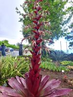 Botanischer Garten &ndash; &copy; Andreas Schmidt (Eberhardt TRAVEL)