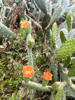 Levada-Wanderung