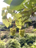 Levada-Wanderung &ndash; &copy; Andreas Schmidt (Eberhardt TRAVEL)
