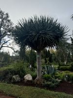 Funchal - Sao Goncalo (6) &ndash; &copy; Willi Thomas Krupp (Eberhardt TRAVEL)