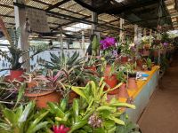 Orchideengarten in Funchal (4) &ndash; &copy; Willi Thomas Krupp (Eberhardt TRAVEL)