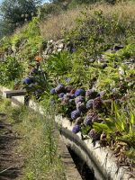 Wanderung auf der Levada Marocos (7) &ndash; &copy; Willi Thomas Krupp (Eberhardt TRAVEL)