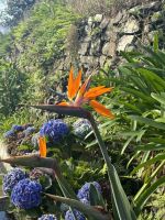 Wanderung auf der Levada Marocos (8) &ndash; &copy; Willi Thomas Krupp (Eberhardt TRAVEL)