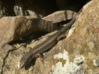 Wanderung auf der Levada Marocos (9) &ndash; &copy; Willi Thomas Krupp (Eberhardt TRAVEL)