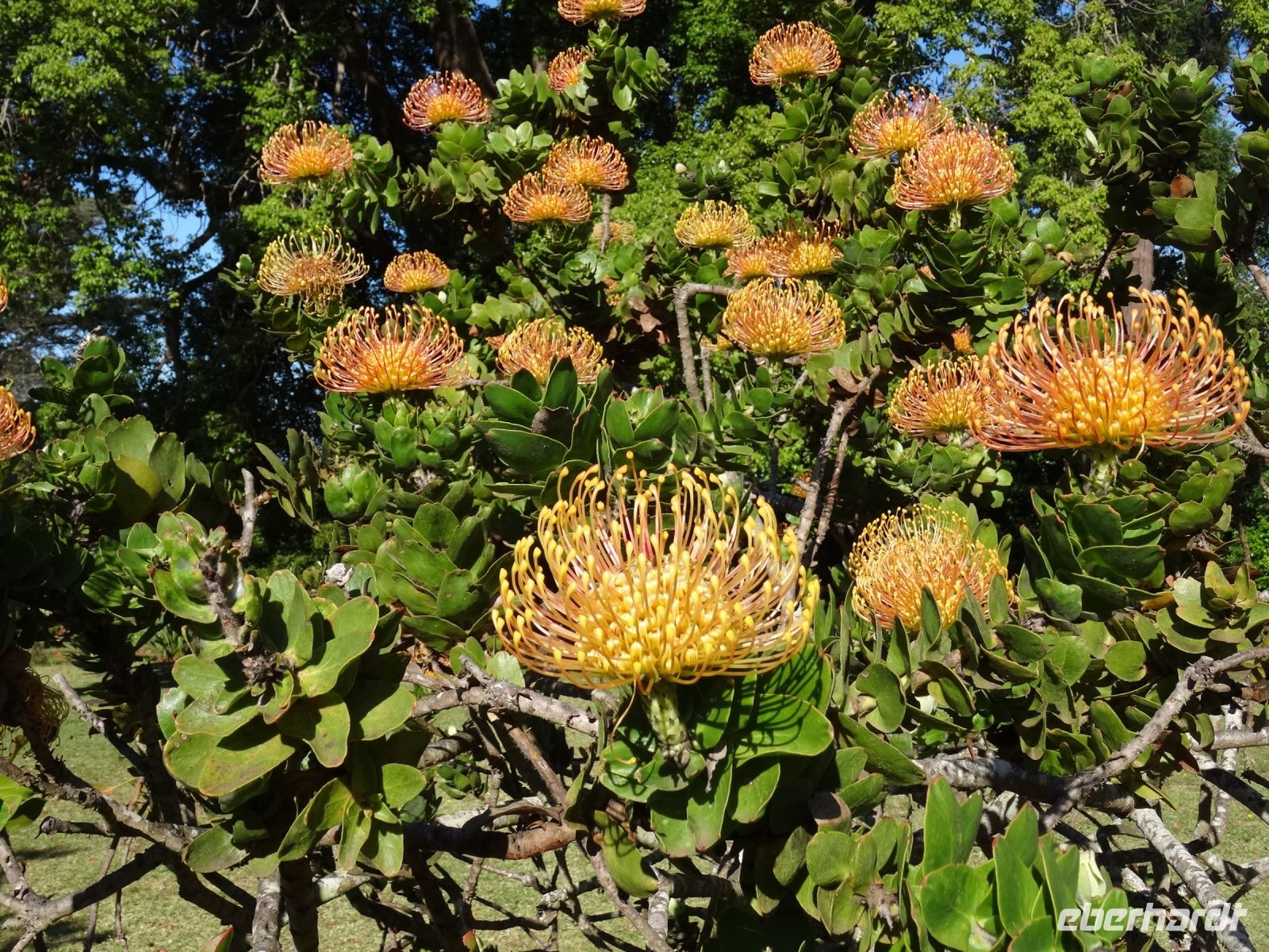 Quinta do Palheiro - Protea &ndash; &copy; Hans-Joachim Trutz (Eberhardt TRAVEL)