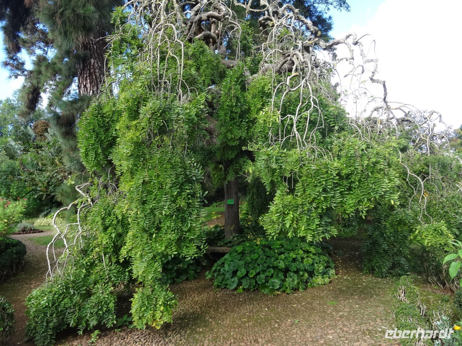 Quinta do Palheiro - japanischer Pagoden Baum &ndash; &copy; Hans-Joachim Trutz (Eberhardt TRAVEL)