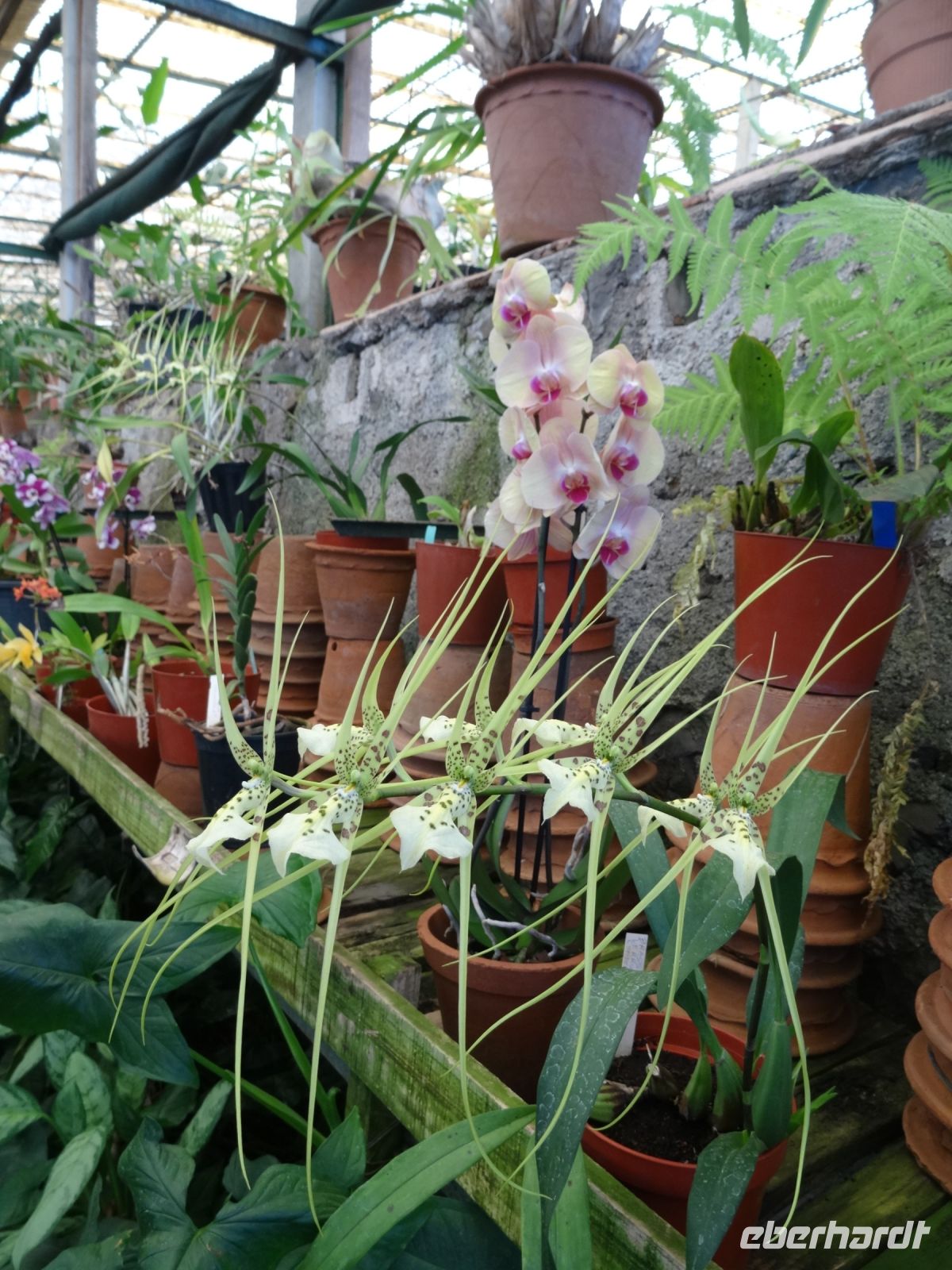Quinta da Boa Vista = Orchideengarten &ndash; &copy; Hans-Joachim Trutz (Eberhardt TRAVEL)