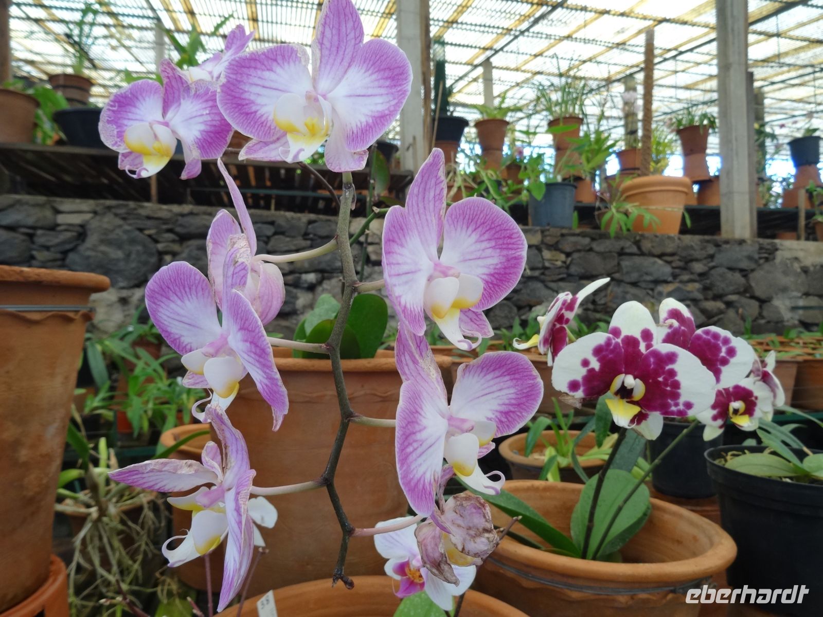 Orchideengarten &ndash; &copy; Hans-Joachim Trutz (Eberhardt TRAVEL)