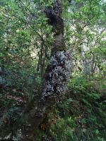 Mini -Levada Wanderung zum Aussichtspunkt Balcoes - echter Lorbeerbaum &ndash; &copy; Hans-Joachim Trutz (Eberhardt TRAVEL)