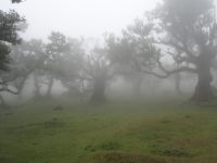 Fanal - mystische Wald mit Nebel &ndash; &copy; Hans-Joachim Trutz (Eberhardt TRAVEL)