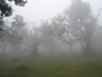 Fanal - mystische Wald mit Nebel &ndash; &copy; Hans-Joachim Trutz (Eberhardt TRAVEL)