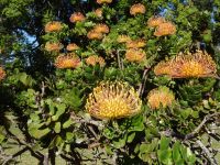 Quinta do Palheiro - Protea &ndash; &copy; Hans-Joachim Trutz (Eberhardt TRAVEL)
