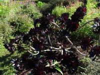 Quinta do Palheiro - Aeonium &ndash; &copy; Hans-Joachim Trutz (Eberhardt TRAVEL)