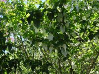 Quinta do Palheiro - Taschentuchbaum &ndash; &copy; Hans-Joachim Trutz (Eberhardt TRAVEL)