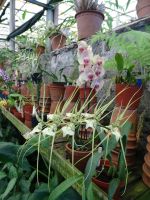 Quinta da Boa Vista = Orchideengarten &ndash; &copy; Hans-Joachim Trutz (Eberhardt TRAVEL)