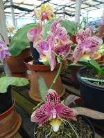 Orchideengarten &ndash; &copy; Hans-Joachim Trutz (Eberhardt TRAVEL)