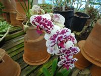 Orchideengarten &ndash; &copy; Hans-Joachim Trutz (Eberhardt TRAVEL)