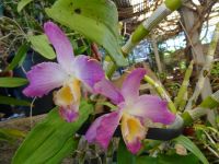 Orchideengarten &ndash; &copy; Hans-Joachim Trutz (Eberhardt TRAVEL)