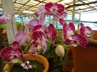 Orchideengarten &ndash; &copy; Hans-Joachim Trutz (Eberhardt TRAVEL)