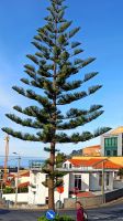 Madeira: Pico dos Barcelos