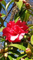 Madeira: Quinta do Palheiro: Blandys Garten: Rundgang